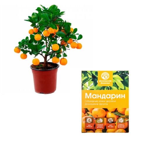 Домашние фрукты гибридные мини деревья