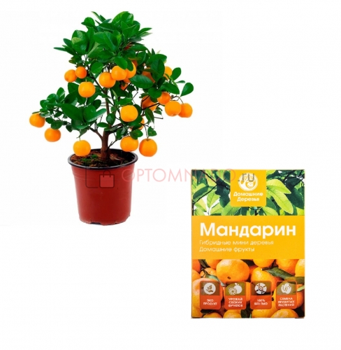 Домашние фрукты гибридные мини деревья
