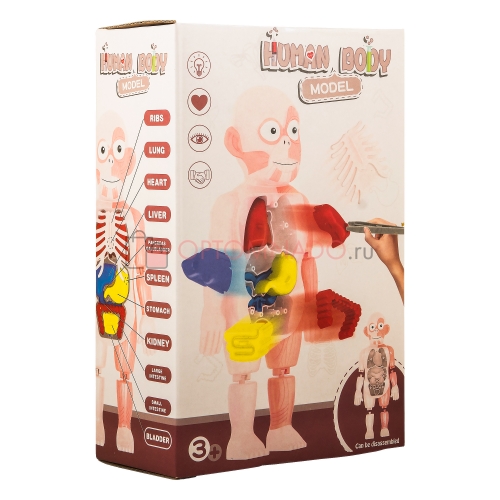 Human Body Model игрушка